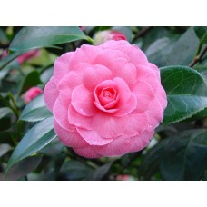 Camellia 5pot   553481994